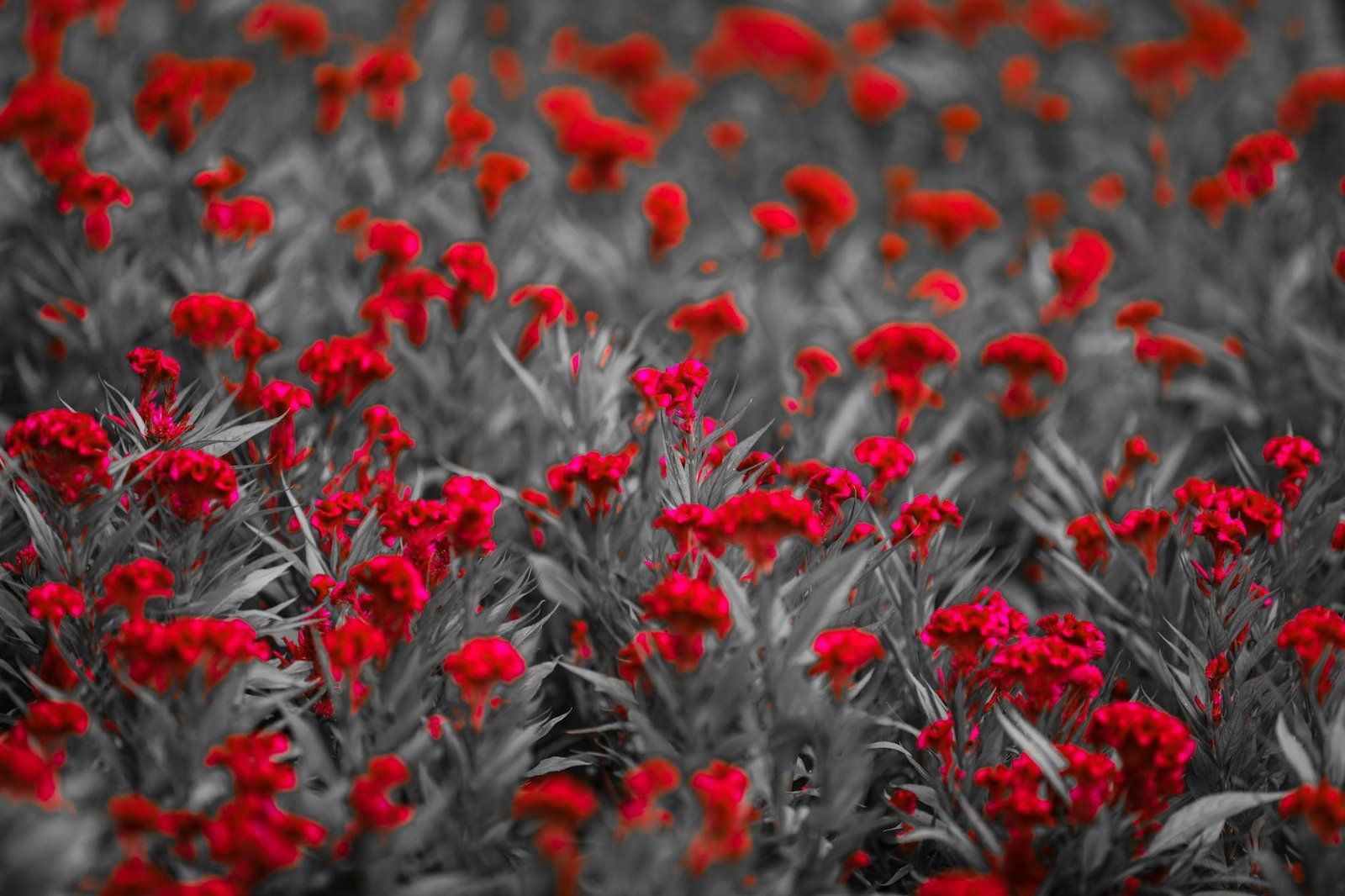 selective color photography of flowers