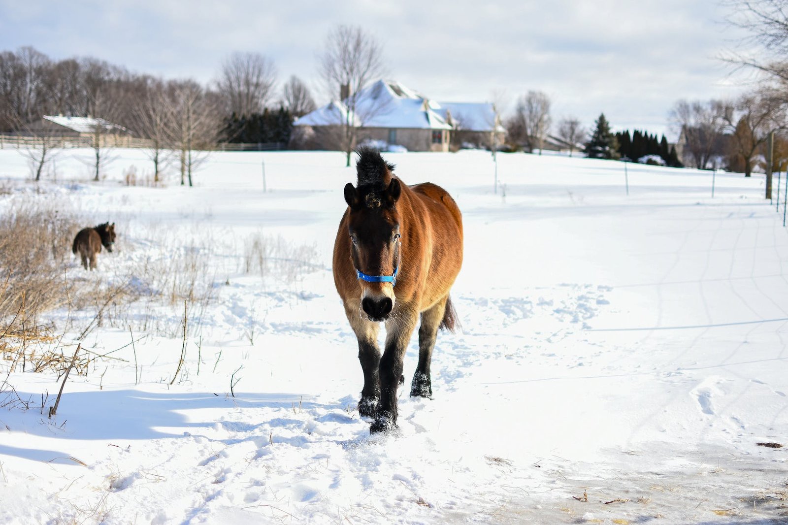 horse walking on snow